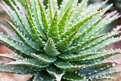 aloe-vera