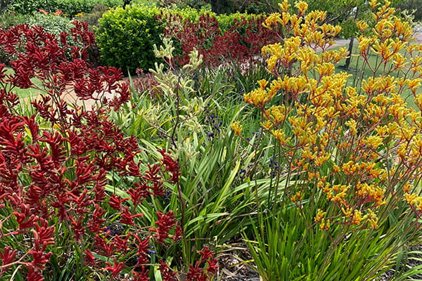 kangaroo-paw